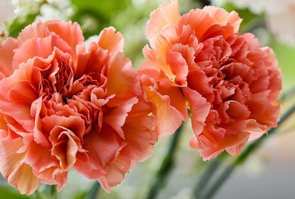 Close up of two carnations