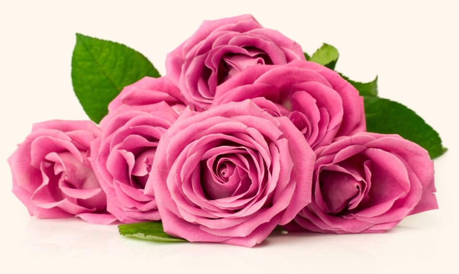 Close up of pink roses