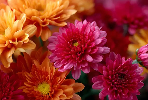 Closeup of orange and pink mums