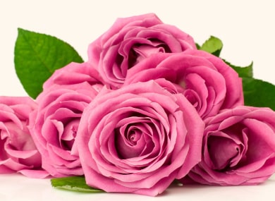 Close up of pink roses